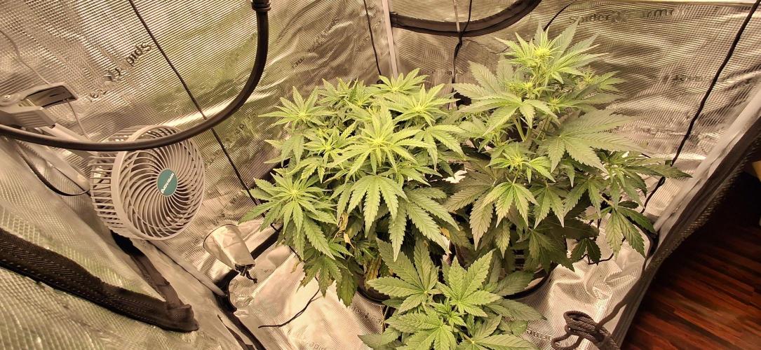 Berry Bomb Basement. Week 6