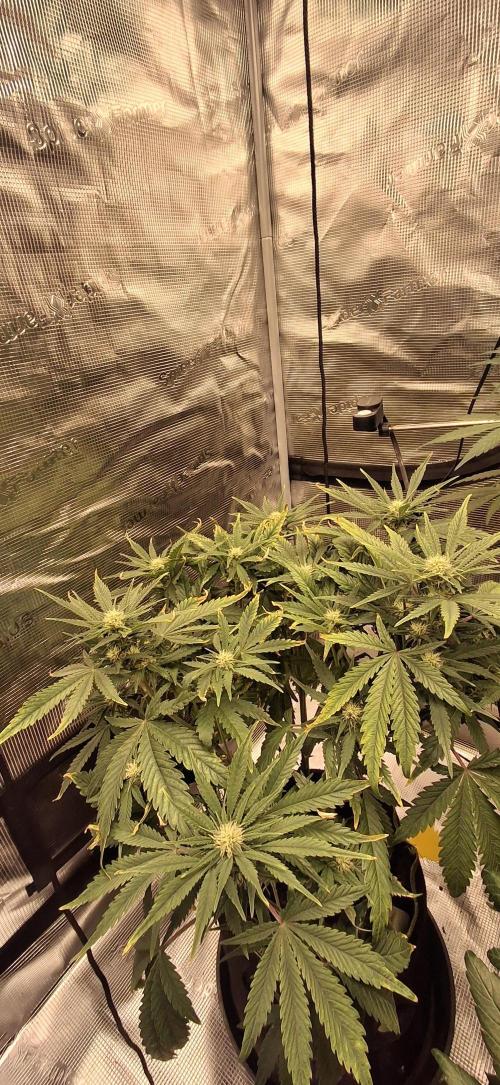 Berry Bomb Basement. Week 7