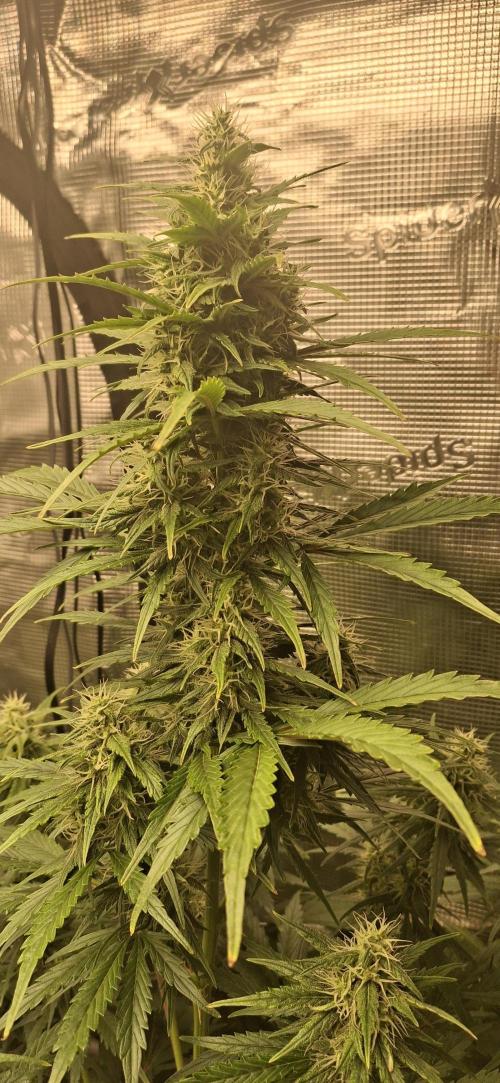 Berry Bomb Basement. Week 9 - gorilla z