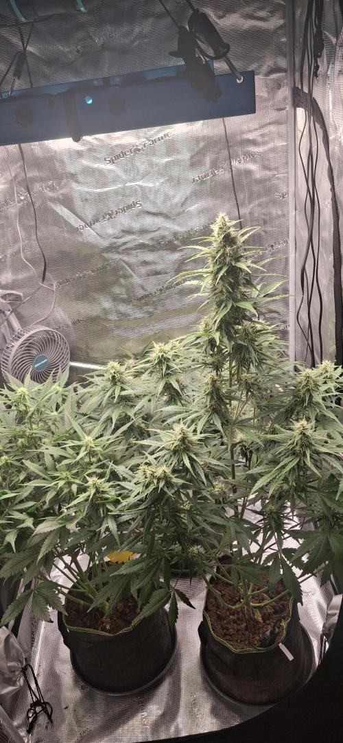 Berry Bomb Basement. Week 9