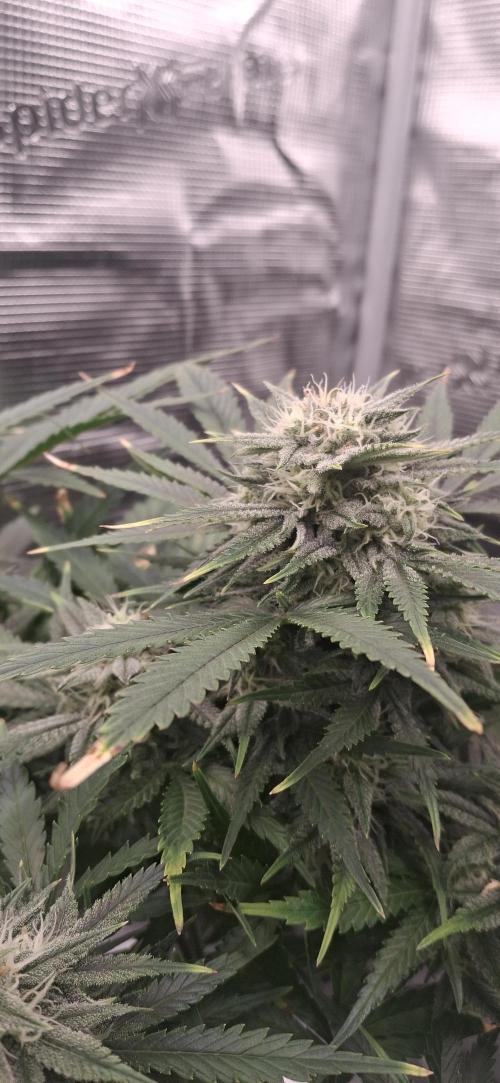 Berry Bomb Basement. Week 9 - cherry cola rf3