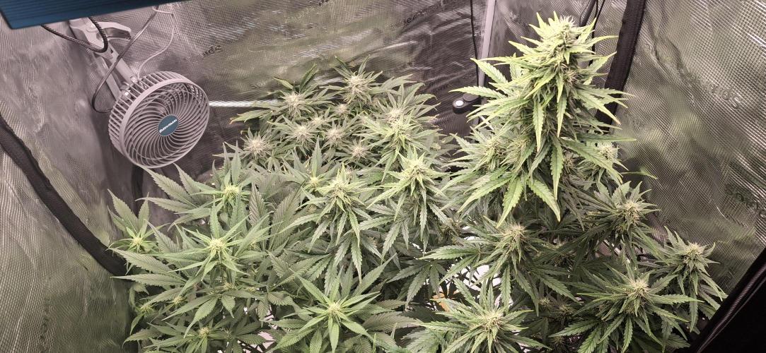 Berry Bomb Basement. Week 9