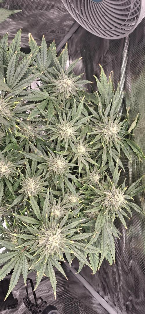 Berry Bomb Basement. Week 9