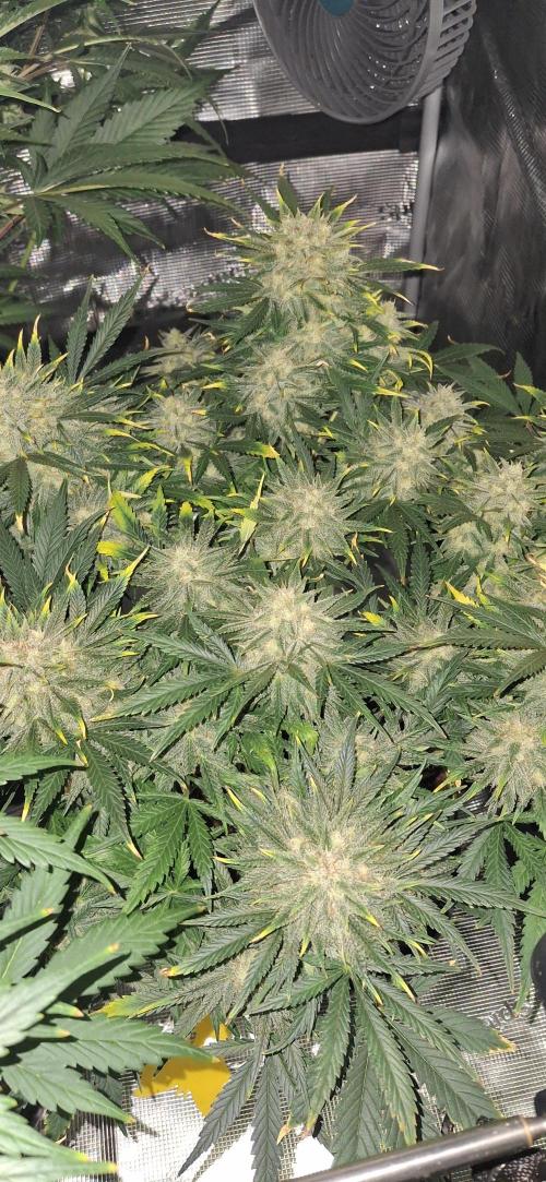 Berry Bomb Basement. Week 10 - cherry cola rf3