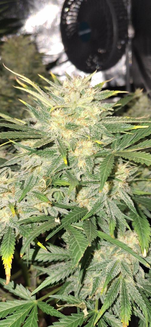 Berry Bomb Basement. Week 10 - cherry cola rf3