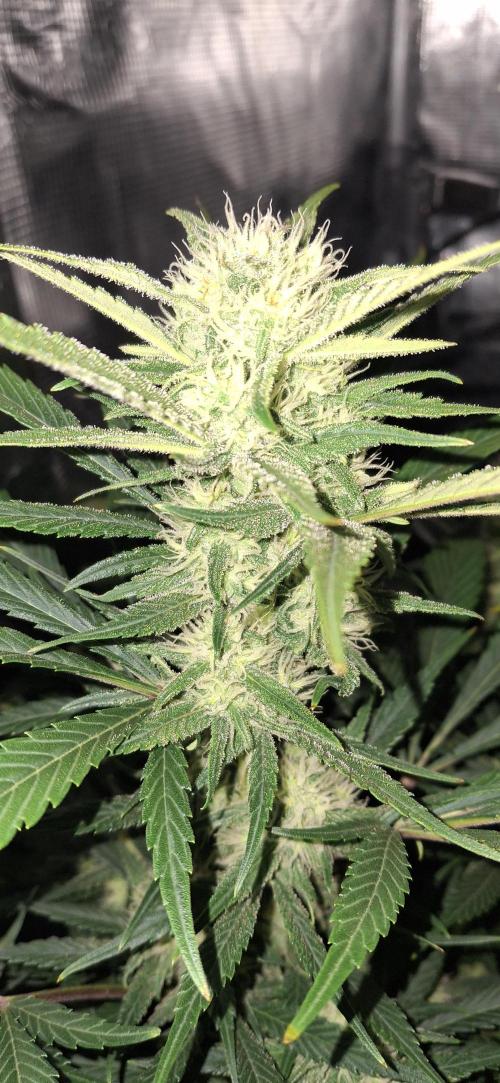 Berry Bomb Basement. Week 10 - strawberry