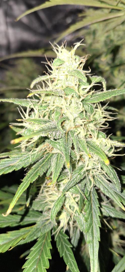 Berry Bomb Basement. Week 10 - gorilla z