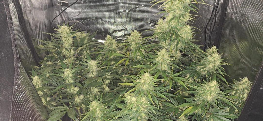 Berry Bomb Basement. Week 10