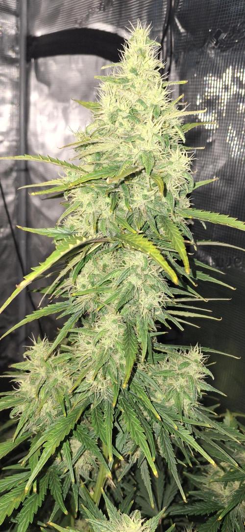 Berry Bomb Basement. Week 10 - gorilla z