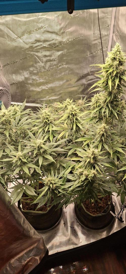 Berry Bomb Basement. Week 10