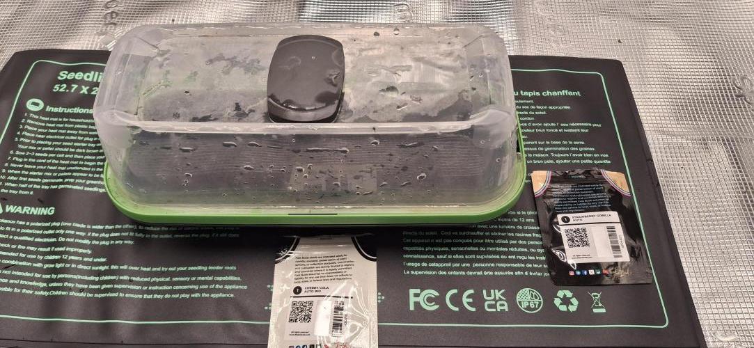 Berry Bomb Basement. Week 0 - Seedling Heat Mat