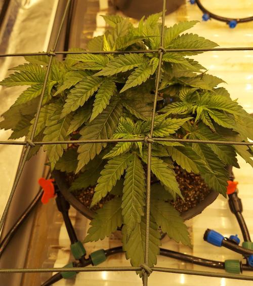 The Garden 2026-1 -- MSNL Animal Mints. Week 4 - AM1