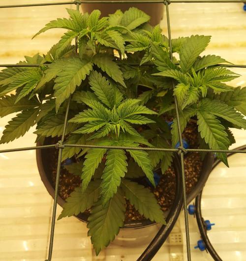 The Garden 2026-1 -- MSNL Animal Mints. Week 4 - AM2