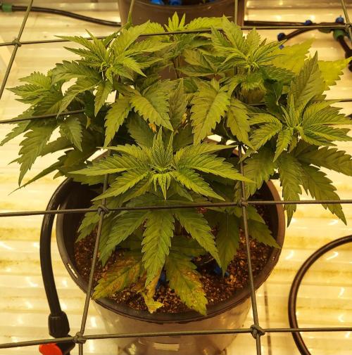 The Garden 2026-1 -- MSNL Animal Mints. Week 4 - AM3