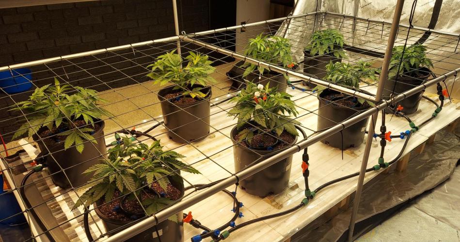 The Garden 2026-1 -- MSNL Animal Mints. Week 4 - Post training