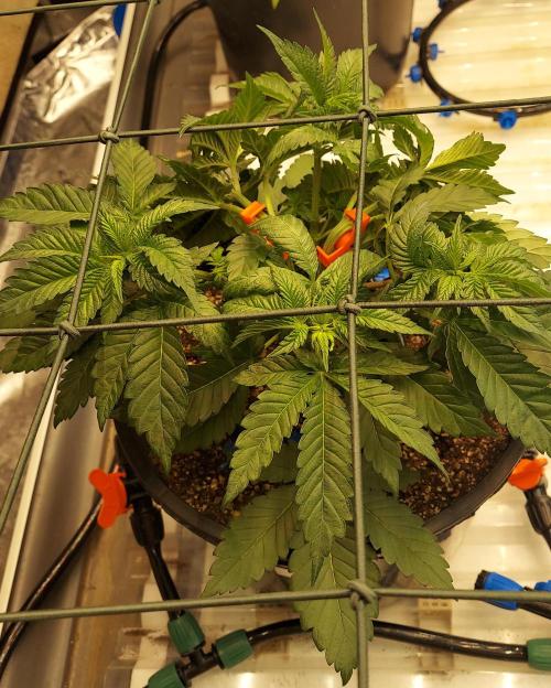 The Garden 2026-1 -- MSNL Animal Mints. Week 4 - AM1 post training