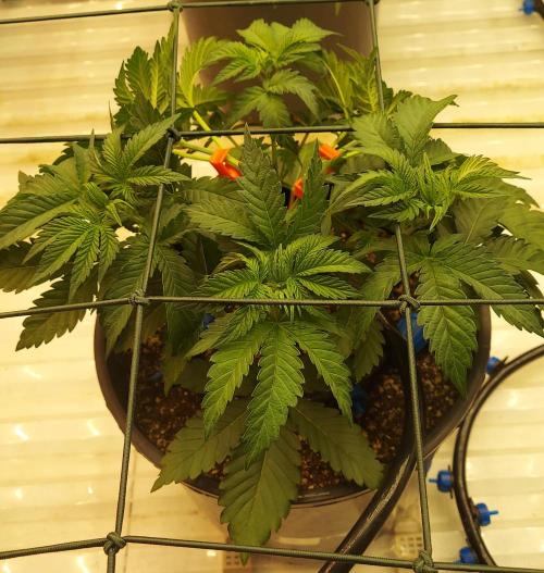 The Garden 2026-1 -- MSNL Animal Mints. Week 4 - AM2 post training