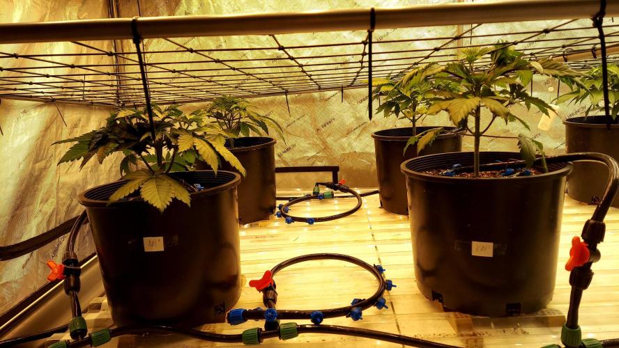 The Garden 2026-1 -- MSNL Kush Mints. Week 4 - 25 days