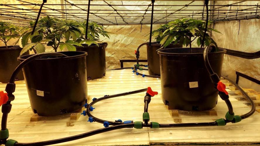 The Garden 2026-1 -- MSNL Kush Mints. Week 4 - 25 days