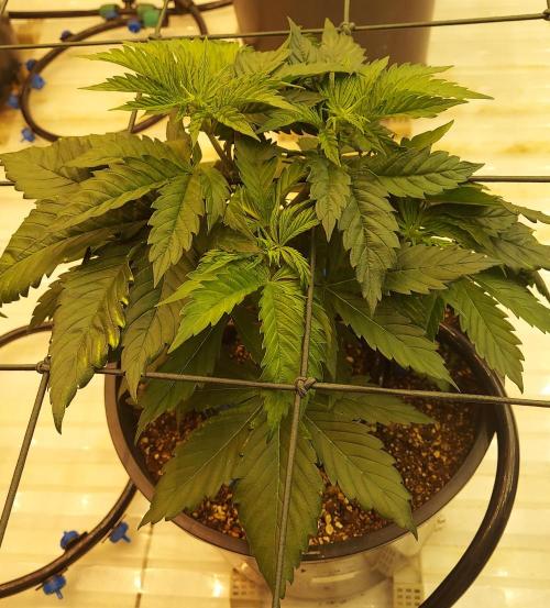 The Garden 2026-1 -- MSNL Kush Mints. Week 4 - KM1