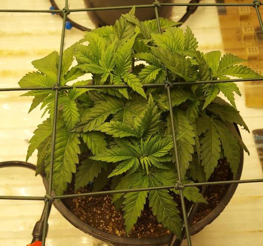 The Garden 2026-1 -- MSNL Kush Mints. Week 4 - KM2