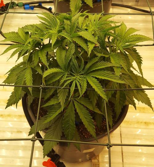 The Garden 2026-1 -- MSNL Kush Mints. Week 4 - KM3