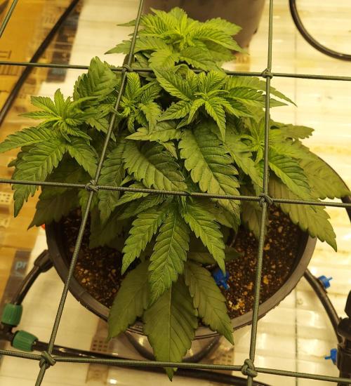 The Garden 2026-1 -- MSNL Kush Mints. Week 4 - KM4 - the small one