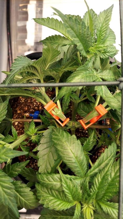 The Garden 2026-1 -- MSNL Kush Mints. Week 4 - Training example AM1