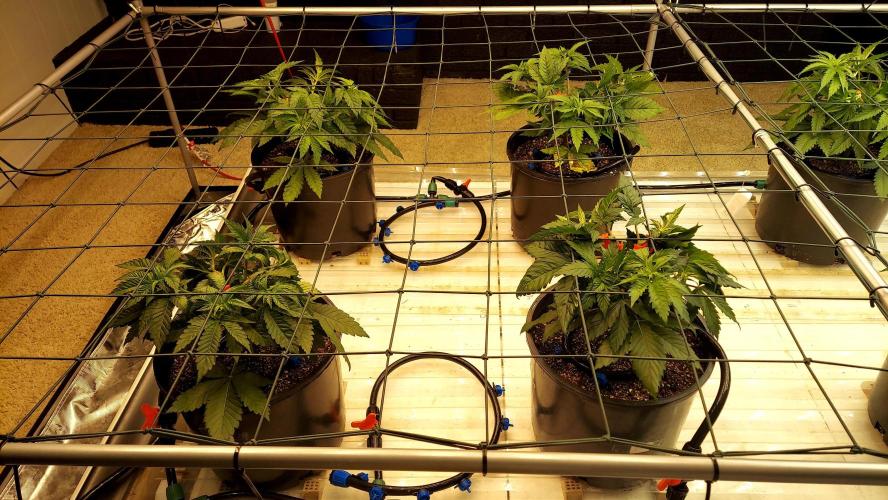 The Garden 2026-1 -- MSNL Kush Mints. Week 4 - 28 days post training