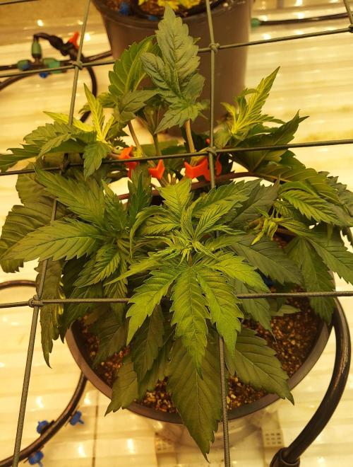 The Garden 2026-1 -- MSNL Kush Mints. Week 4 - KM1 post training