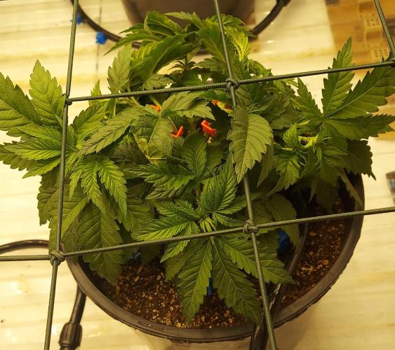 The Garden 2026-1 -- MSNL Kush Mints. Week 4 - KM2 post training