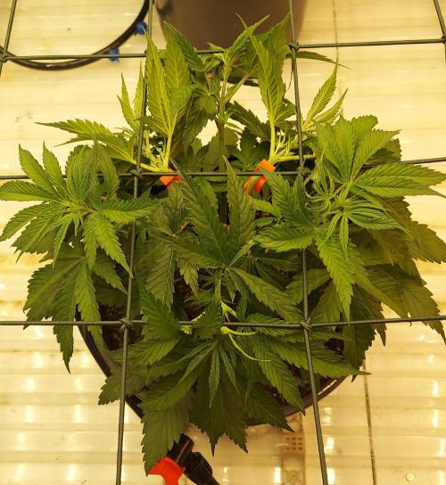 The Garden 2026-1 -- MSNL Kush Mints. Week 4 - KM3 post training