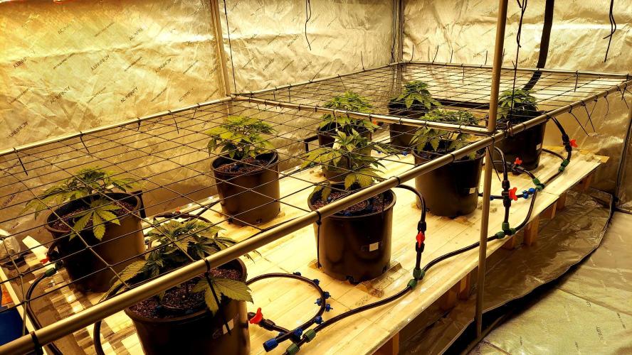 The Garden 2026-1 - HSC Mountaintop Mint. Week 4 - 25 days