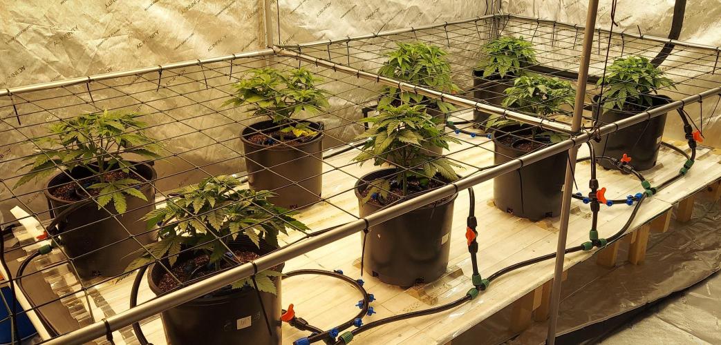 The Garden 2026-1 - HSC Mountaintop Mint. Week 4 - 28 days