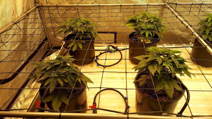 The Garden 2026-1 - HSC Mountaintop Mint. Week 4 - 28 days