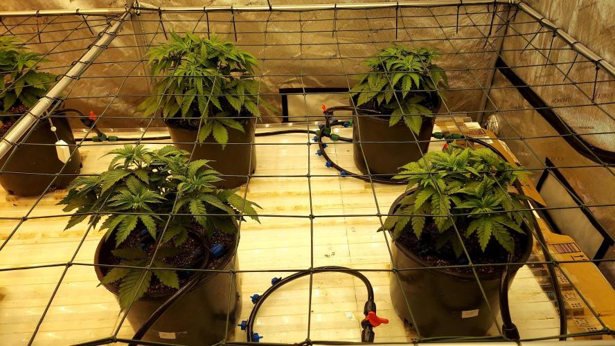 The Garden 2026-1 - HSC Mountaintop Mint. Week 4 - 28 days