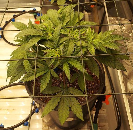 The Garden 2026-1 - HSC Mountaintop Mint. Week 4 - MM