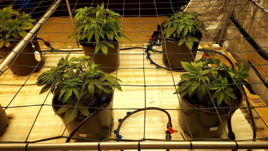 The Garden 2026-1 - HSC Mountaintop Mint. Week 4 - 28 days post training