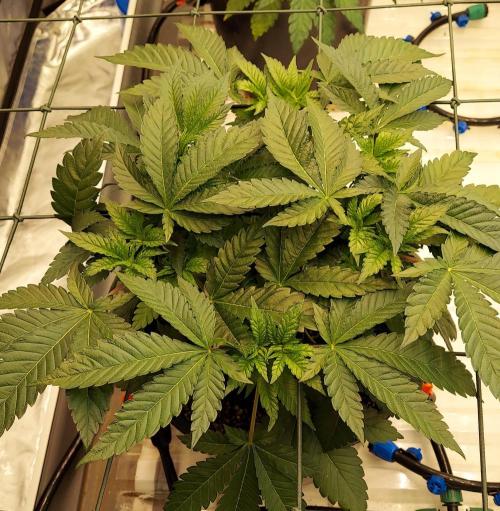 The Garden 2026-1 -- MSNL Animal Mints. Week 5