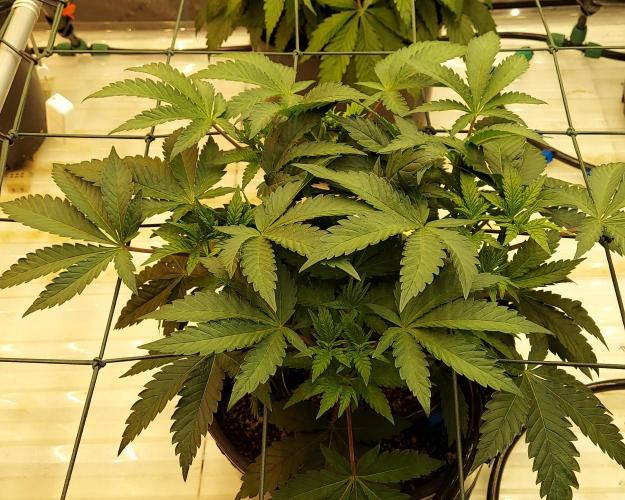 The Garden 2026-1 -- MSNL Animal Mints. Week 5