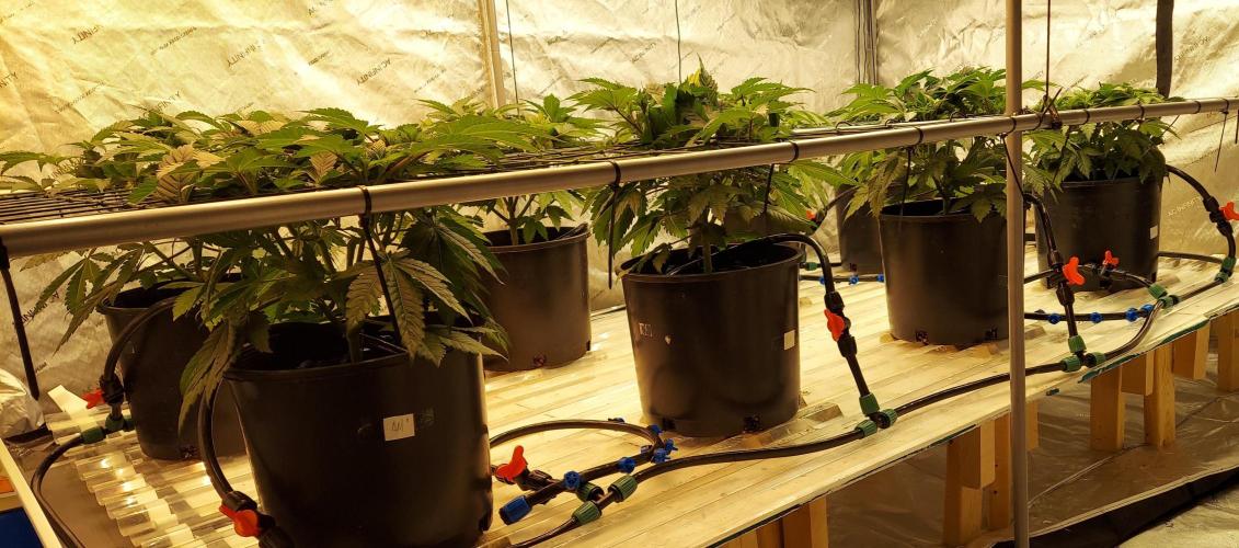 The Garden 2026-1 -- MSNL Kush Mints. Week 5