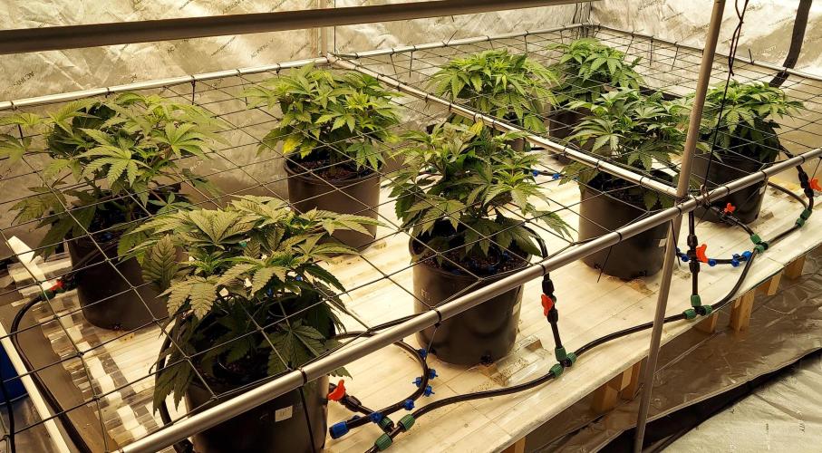 The Garden 2026-1 -- MSNL Kush Mints. Week 5