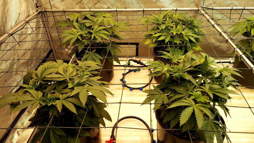 The Garden 2026-1 -- MSNL Kush Mints. Week 5