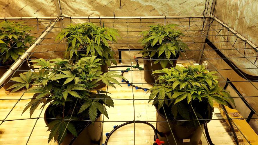 The Garden 2026-1 -- MSNL Kush Mints. Week 5