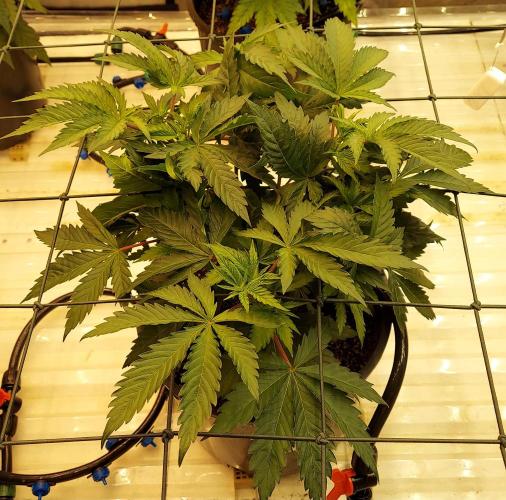 The Garden 2026-1 -- MSNL Kush Mints. Week 5