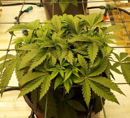 The Garden 2026-1 -- MSNL Kush Mints. Week 5