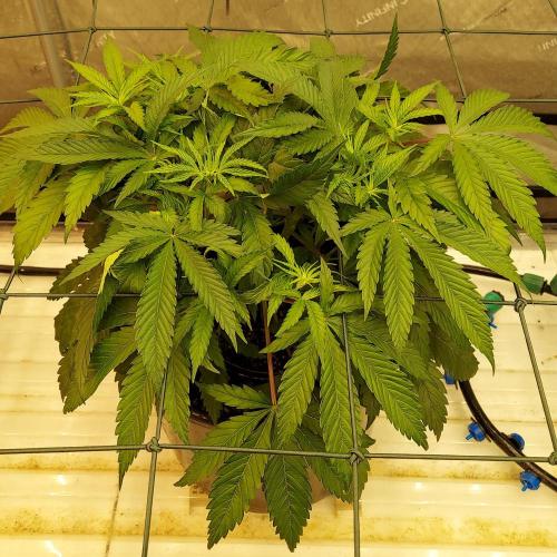 The Garden 2026-1 -- MSNL Kush Mints. Week 5