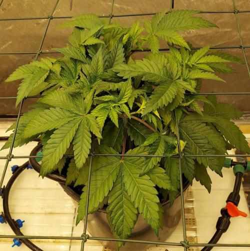 The Garden 2026-1 -- MSNL Kush Mints. Week 5