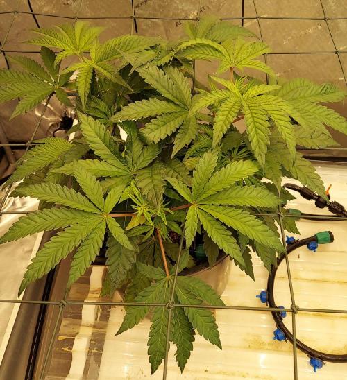 The Garden 2026-1 - HSC Mountaintop Mint. Week 5