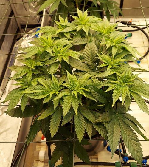 The Garden 2026-1 -- MSNL Animal Mints. Week 6 - 42 days